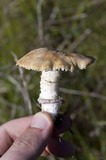 Stropharia coronilla image