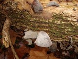 Dacryopinax elegans image