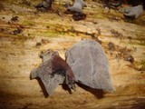 Dacryopinax elegans image