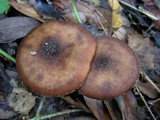 Armillaria sinapina image