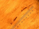 Nolanea fusciceps image
