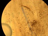 Nolanea fusciceps image