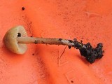 Conocybe siliginea image