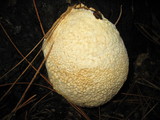 Fomitopsis mounceae image