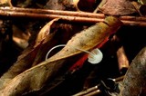 Hemimycena ignobilis image