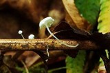 Hemimycena ignobilis image