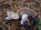 Lepista glaucocana image