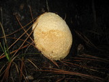 Fomitopsis mounceae image