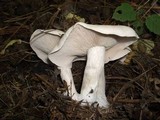 Lepista glaucocana image