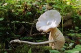 Amanita vaginata var. alba image