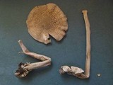 Amanita vaginata var. alba image