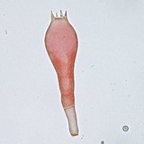 Amanita vaginata var. alba image