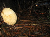 Fomitopsis mounceae image