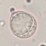 Amanita vaginata var. alba image