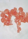 Amanita vaginata var. alba image