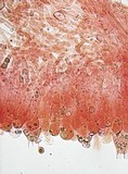 Amanita vaginata var. alba image