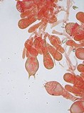 Amanita vaginata var. alba image