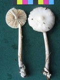 Amanita vaginata var. alba image