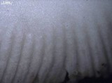 Amanita vaginata var. alba image