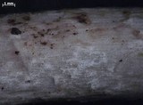 Amanita vaginata var. alba image