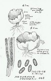 Neournula nordmanensis image