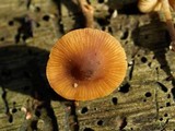 Conocybe rugosa image
