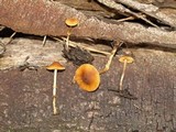 Conocybe rugosa image