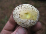 Amanita aprica image