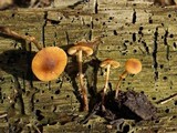 Conocybe rugosa image