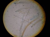 Peziza arvernensis image