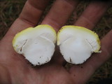 Amanita aprica image