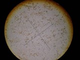 Conocybe rugosa image