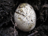 Cantharocybe gruberi image