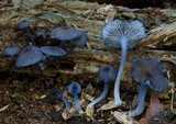 Entoloma melanocephalum image