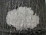 Arthonia punctiformis image