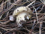 Cantharocybe gruberi image