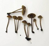 Conocybe rugosa image