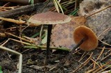 Macrocystidia cucumis image