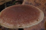 Macrocystidia cucumis image