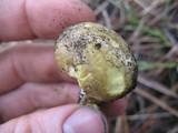 Cantharocybe gruberi image