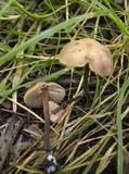 Macrocystidia cucumis image