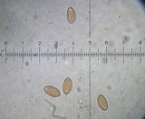 Conocybe rugosa image