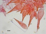 Macrocystidia cucumis image
