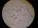 Conocybe rugosa image