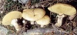 Suillus acidus image