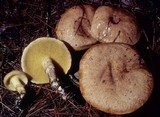 Suillus acidus image