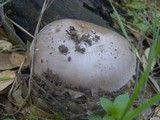 Amanita constricta image