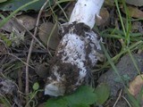 Amanita constricta image