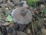 Amanita constricta image