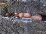 Gymnopilus luteofolius image
